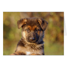 Autumn Puppy Cards