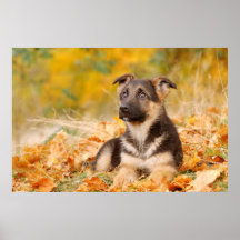 Autumn puppy print
