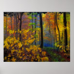 Autumn rain , poster