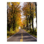 Autumn Road Postcards