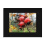 Autumn rosehips postcards
