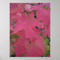Autumn Splendour (3) Poster