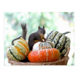 Autumn Squirrel Postcards