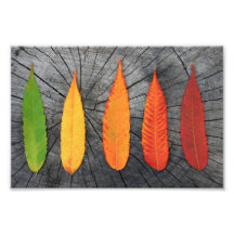 Autumn Sumac Photographic Print