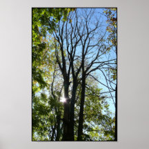 Autumn Sun Through the Trees Posters