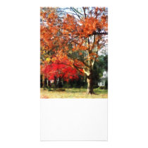 Autumn Sycamore Tree