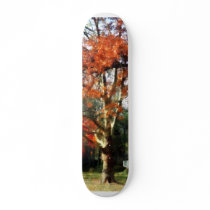Autumn Sycamore Tree