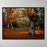 Autumn trees in New Forest Uk Poster