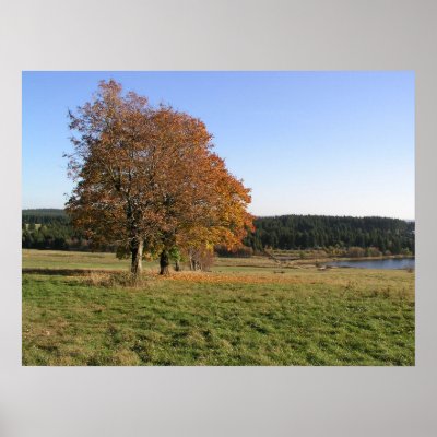 autumn trees print by Eyefish