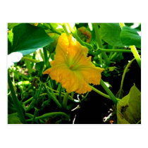 " Autumn  Yellow Squash Blossom" postcards