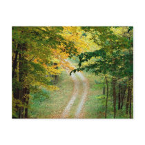 Autumnal Forest Trail East texas Post Card