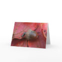 AUTUMNS PROMISE cards