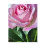 Autumn's Rose Postcard