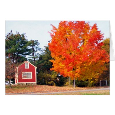 AUTUMNS SPLENDOR GREETING CARDS by YOGI_1