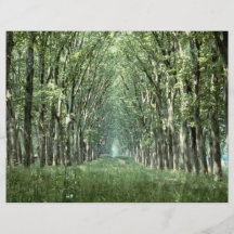 Avenue of Plane Trees, park of Chateau, Versailles Flyer Design