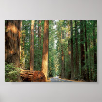 Avenue of The Giants, Humboldt, CA