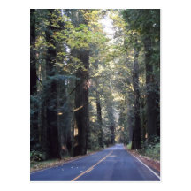 Avenue of the Giants- Humboldt Redwoods State Park Postcards