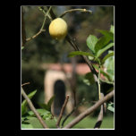 avere sapore il limoncello postcard postcards
