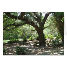 Avery Island moss covered tree Cards