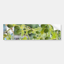 Avocado green bumper stickers