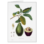 Avocado (Persea americana) Greeting Cards