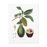 Avocado (Persea americana) Post Cards
