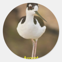 Avocet Stickers