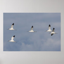 Avocettes Affiches