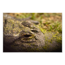 Aware Photographic Print