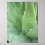 Awesome Agave (1) Poster