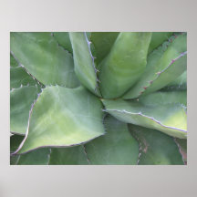 Awesome Agave (2) Poster