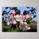 Awesome Blossoms Flower Photography Poster Print