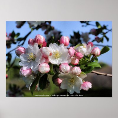 Awesome Blossoms Flower Photography Poster Print by SmilinEyesTreasures