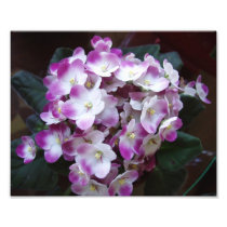 Awesome Flower Print Art Photo