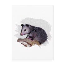 Awesome Possum Opossum Post Card