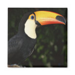 Awesome Toucan