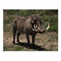 Awesome Warthog Post Cards