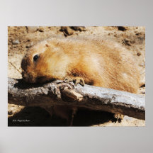 Awwww Posters