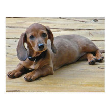 AX- Cute Dachshund Postcards