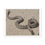 AZ Black Rattlesnake (Do not click if squeemish)