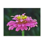 AZ- Purple Zinnia Floral Photography Postcard