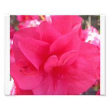 Azalea 2 photo print
