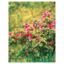 Azalea blooming