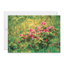 Azalea blooming
