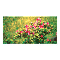 Azalea blooming