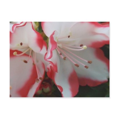Azalea Blooms Post Card by designcreatology