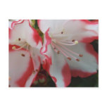 Azalea Blooms postcards