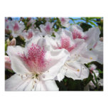 Azalea Flowers Garden Photography Florals photography