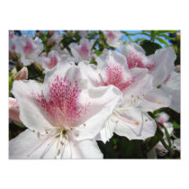 Azalea Flowers Garden Photography Florals