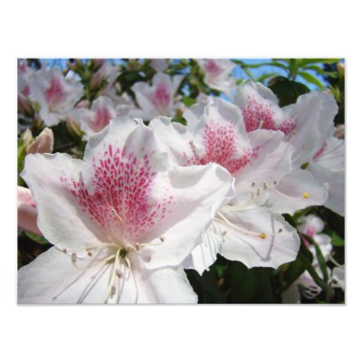 Azalea Flowers Garden Photography Florals by Basleeartprintgifts